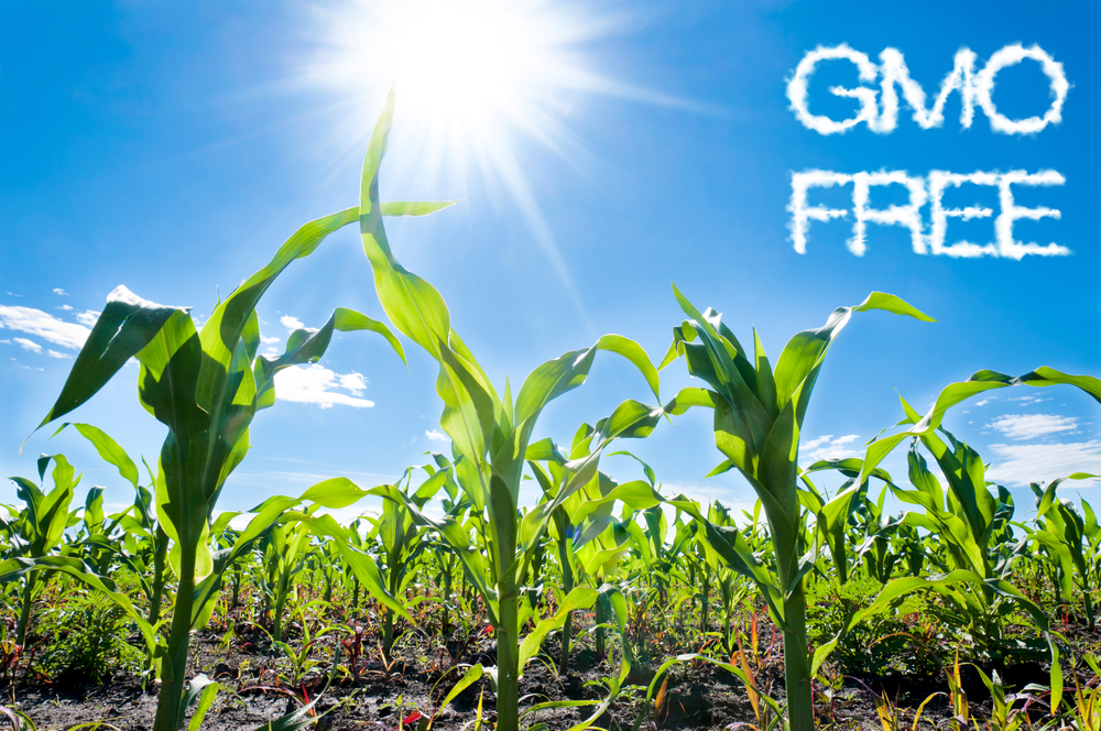 GMO mentes takarmánynövény. A kép illusztráció. A kép forrása: agroinform.hu
